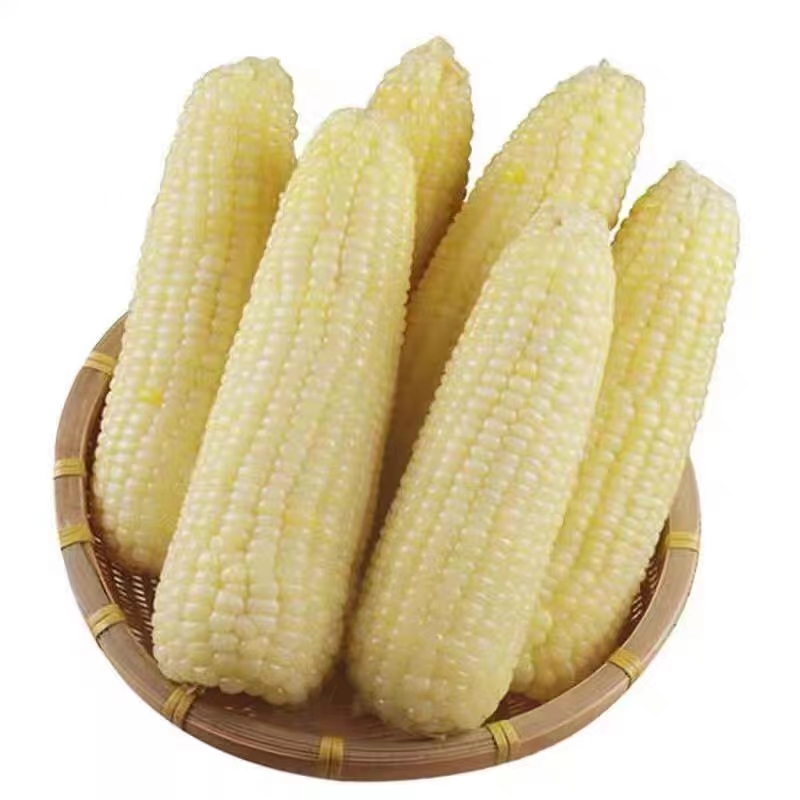糯玉米
